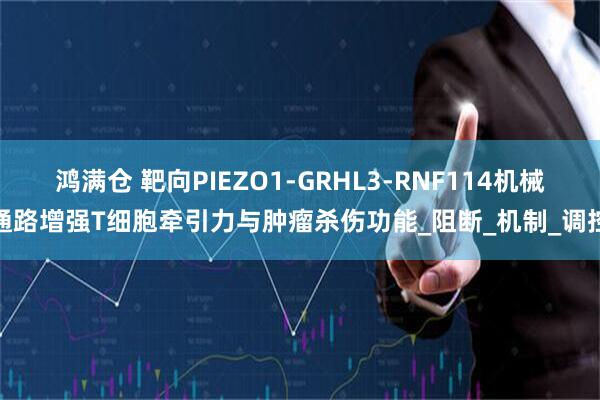鸿满仓 靶向PIEZO1-GRHL3-RNF114机械通路增强T细胞牵引力与肿瘤杀伤功能_阻断_机制_调控